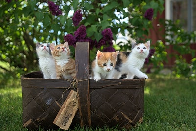 四种混色虎斑小猫在棕色篮子里
